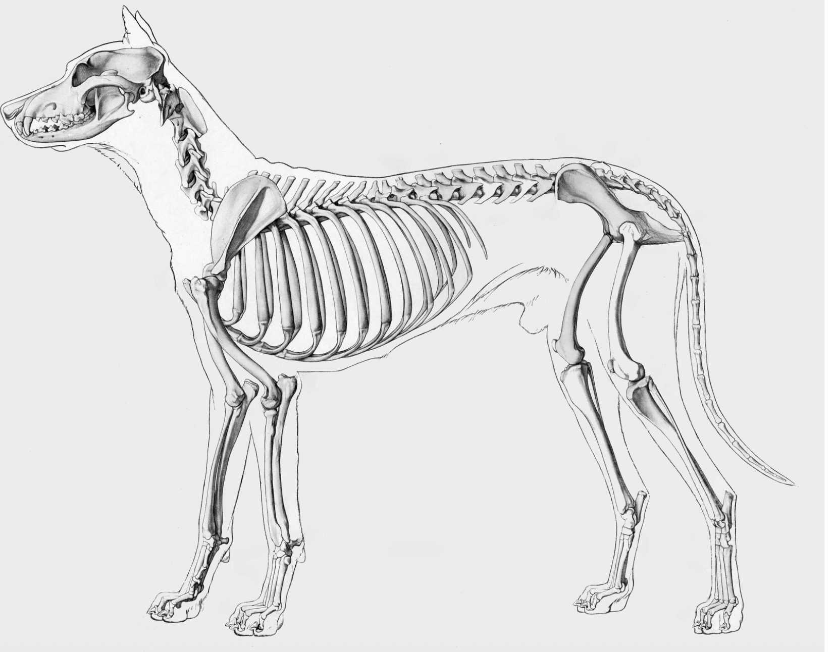 skeleton