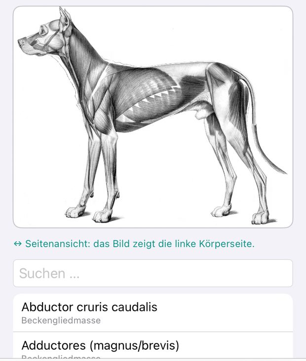 Palpationsansicht mit dem Muskelbild des Hundes